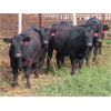 Image 4 : David Garvey - 954# Yearling Steers - 40 Head (Wapella, SK) *PAY WEIGHT*
