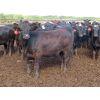 Image 2 : David Garvey - 878# Yearling Heifers - 207 Head (Wapella, SK)