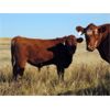 Image 5 : Jeff & Bonnie Resch - 850# February Steers - 147 Head (Leader, SK) VBP+