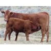 Image 6 : Jeff & Bonnie Resch - 850# February Steers - 147 Head (Leader, SK) VBP+