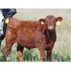 Image 3 : Cody Plumb - 650# Steer Calves - 35 Head (Enchant, AB)