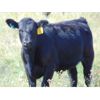 Image 4 : Cody Plumb - 650# Steer Calves - 35 Head (Enchant, AB)