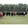Image 1 : DJC Ranch - 925# October Grass Steers - 268 Head (Rabbit Lake, SK)