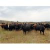 Image 4 : DJC Ranch - 925# October Grass Steers - 268 Head (Rabbit Lake, SK)