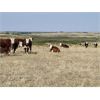 Image 2 : Bowie Ranch Ltd. - 860# October Grass Steers - 70 Head (Piapot, SK)