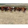 Image 3 : Bowie Ranch Ltd. - 860# October Grass Steers - 70 Head (Piapot, SK)