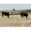 Image 5 : Bowie Ranch Ltd. - 860# October Grass Steers - 70 Head (Piapot, SK)