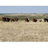 Image 6 : Bowie Ranch Ltd. - 860# October Grass Steers - 70 Head (Piapot, SK)