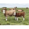Image 10 : Grassy Flat Ranch Ltd. - 800# Steer Calves - 140 Head (Dewberry, AB)