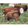 Image 12 : Grassy Flat Ranch Ltd. - 800# Steer Calves - 140 Head (Dewberry, AB)