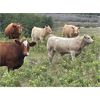 Image 4 : Grassy Flat Ranch Ltd. - 800# Steer Calves - 140 Head (Dewberry, AB)