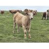 Image 5 : Grassy Flat Ranch Ltd. - 800# Steer Calves - 140 Head (Dewberry, AB)