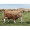 Image 9 : Grassy Flat Ranch Ltd. - 800# Steer Calves - 140 Head (Dewberry, AB)