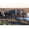 Image 5 : David Garvey - 802# Yearling Heifers - 76 Head (Wapella, SK) *PAY WEIGHT*