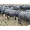 Image 3 : Hambling Farms - 950# Yearling Heifers - 564 Head (High River, AB)
