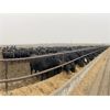 Image 4 : Hambling Farms - 950# Yearling Heifers - 564 Head (High River, AB)