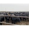 Image 5 : Hambling Farms - 950# Yearling Heifers - 564 Head (High River, AB)