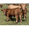 Image 2 : Sande Cattle Company - 715# Steer Calves - 85 Head (Sundre, AB)