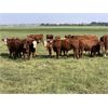 Image 3 : Sande Cattle Company - 715# Steer Calves - 85 Head (Sundre, AB)