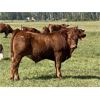 Image 7 : Sande Cattle Company - 715# Steer Calves - 85 Head (Sundre, AB)