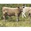 Image 3 : Cody & Brittany Black - 520# Steer Calves - 85 Head (Water Valley, AB)