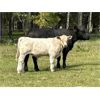 Image 7 : Cody & Brittany Black - 520# Steer Calves - 85 Head (Water Valley, AB)