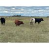Image 11 : Ranchers Livestock Ltd. - 950# September Grass Steers - 64 Head (Cromer, MB)