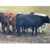 Image 12 : Ranchers Livestock Ltd. - 950# September Grass Steers - 64 Head (Cromer, MB)