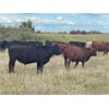Image 1 : Ranchers Livestock Ltd. - 950# September Grass Steers - 64 Head (Cromer, MB)