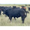 Image 2 : Ranchers Livestock Ltd. - 950# September Grass Steers - 64 Head (Cromer, MB)