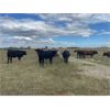 Image 3 : Ranchers Livestock Ltd. - 950# September Grass Steers - 64 Head (Cromer, MB)