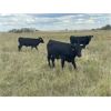 Image 6 : Ranchers Livestock Ltd. - 950# September Grass Steers - 64 Head (Cromer, MB)