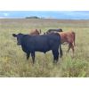 Image 7 : Ranchers Livestock Ltd. - 950# September Grass Steers - 64 Head (Cromer, MB)