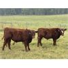 Image 1 : Les & Sharlene Bjorge - 575# Steer Calves - 45 Head (Eckville, AB)