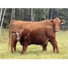 Image 3 : Les & Sharlene Bjorge - 575# Steer Calves - 45 Head (Eckville, AB)