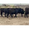 Image 4 : Van Loon Farms - 940# Yearling Heifers - 198 Head (Tiger Lily, AB)