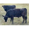 Image 11 : Ranchers Livestock Ltd. - 925# September Grass Steers - 260 Head (Cromer, MB)