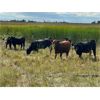 Image 12 : Ranchers Livestock Ltd. - 925# September Grass Steers - 260 Head (Cromer, MB)