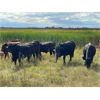 Image 13 : Ranchers Livestock Ltd. - 925# September Grass Steers - 260 Head (Cromer, MB)