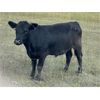 Image 17 : Ranchers Livestock Ltd. - 925# September Grass Steers - 260 Head (Cromer, MB)