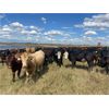 Image 3 : Ranchers Livestock Ltd. - 925# September Grass Steers - 260 Head (Cromer, MB)