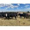 Image 4 : Ranchers Livestock Ltd. - 925# September Grass Steers - 260 Head (Cromer, MB)