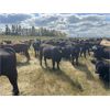 Image 5 : Ranchers Livestock Ltd. - 925# September Grass Steers - 260 Head (Cromer, MB)