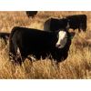 Image 2 : Troy Hagel - 625# Steer Calves - 60 Head (Irricana, AB)