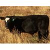 Image 3 : Troy Hagel - 625# Steer Calves - 60 Head (Irricana, AB)
