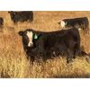 Image 4 : Troy Hagel - 625# Steer Calves - 60 Head (Irricana, AB)
