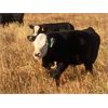 Image 6 : Troy Hagel - 625# Steer Calves - 60 Head (Irricana, AB)