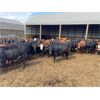 Image 1 : Mould & Christie Livestock - 1000# Yearling Heifers - 120 Head (Manitou, MB)