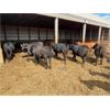 Image 3 : Mould & Christie Livestock - 1000# Yearling Heifers - 120 Head (Manitou, MB)
