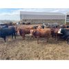 Image 7 : Mould & Christie Livestock - 1000# Yearling Heifers - 120 Head (Manitou, MB)